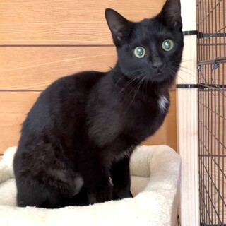 黒猫①3兄弟⭐︎そっくりな子が1名います