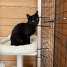 黒猫①3兄弟⭐︎そっくりな子が1名います サムネイル2