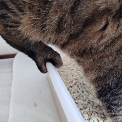 トラビス、チャッピー保護日記9