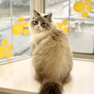 超甘えん坊なマンチカンの女の子。