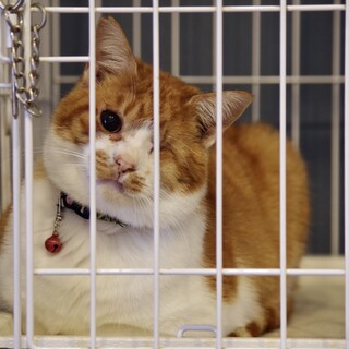 瀕死の状態から生還したラッキーボーイ