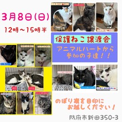 保護ねこ譲渡会in防府市新田