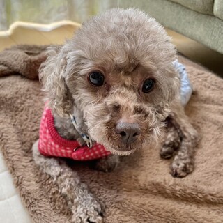 sweetに変身中のいちごちゃん