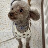 sweetに変身中のいちごちゃん サムネイル3