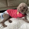 sweetに変身中のいちごちゃん サムネイル4