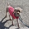sweetに変身中のいちごちゃん サムネイル5