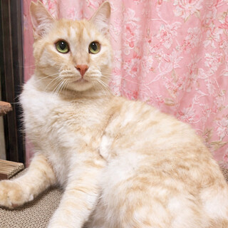 おっとり癒し系♪クリーム茶トラ『ミルくん』４歳