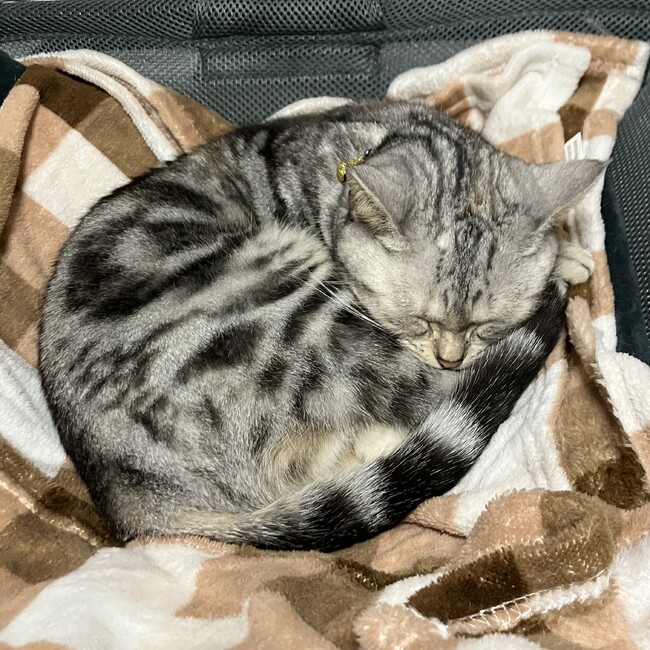 そありのカバー写真