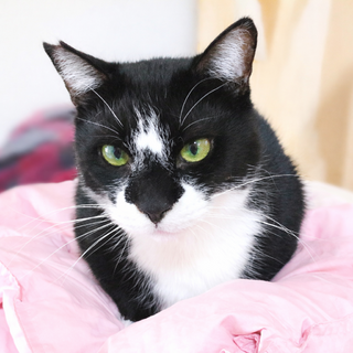 キリッと凛々しいイケメン！だけど短足『タンちゃん』