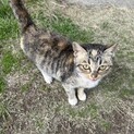 大きくならない猫の里親募集。
