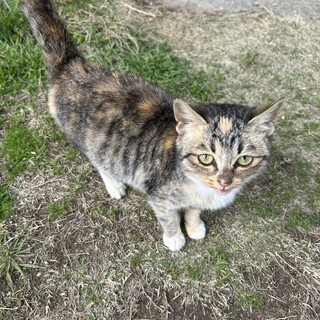 大きくならない猫の里親募集。