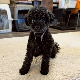 すってんころりん転んでもめげない！Ziggy