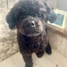すってんころりん転んでもめげない！Ziggy サムネイル2