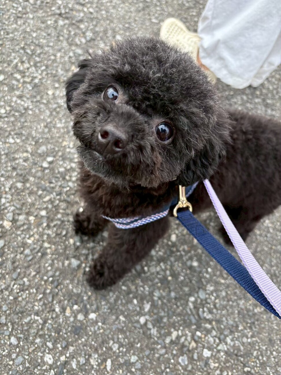 すってんころりん転んでもめげない！Ziggy サムネイル3