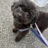 すってんころりん転んでもめげない！Ziggy サムネイル3
