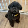 すってんころりん転んでもめげない！Ziggy サムネイル4