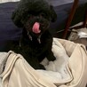 すってんころりん転んでもめげない！Ziggy サムネイル6