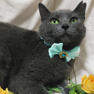 ロシアンブルーみたいなグレーの美猫『ロマ』３歳