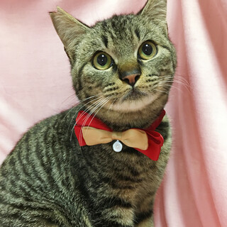 エイズキャリア！キジトラ『つがる君』１歳