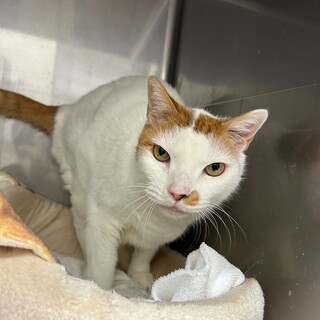 動物病院の保護猫！子猫に大人気優しいひろみ