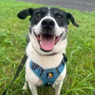 ハイパーギャル☆Damica