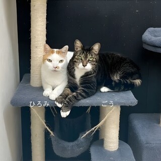 動物病院の保護猫！慣れたら甘えん坊ごー君！