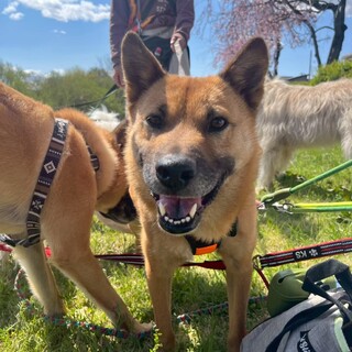 笑顔にきゅん！和犬MIXのJasper