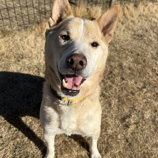 優しさあふれる、おっちょこちょい系癒し犬☆Gin
