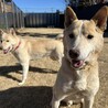 優しさあふれる、おっちょこちょい系癒し犬☆Gin