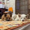 笑顔にきゅん！和犬MIXのJasper サムネイル4