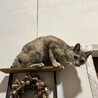 里親さま決まりました。ありがとうございました。 サムネイル2
