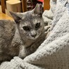 里親さま決まりました。ありがとうございました。 サムネイル3