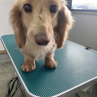 ダックスの女の子！