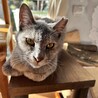 里親さま決まりました。ありがとうございました。 サムネイル5