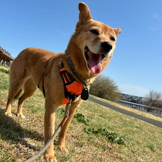 ツンデレの大人女子。Alba