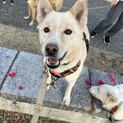 愛情フルスロットル！まっすぐ素直なCherie