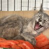 里親さま決まりました。ありがとうございました。 サムネイル6