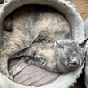 里親さま決まりました。ありがとうございました。 サムネイル7