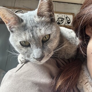 里親さま決まりました。ありがとうございました。