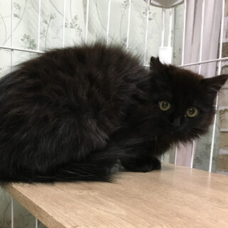 ふわもこ♪長毛の黒猫『ネロくん』３ヶ月半
