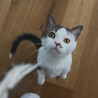 hello.catcat