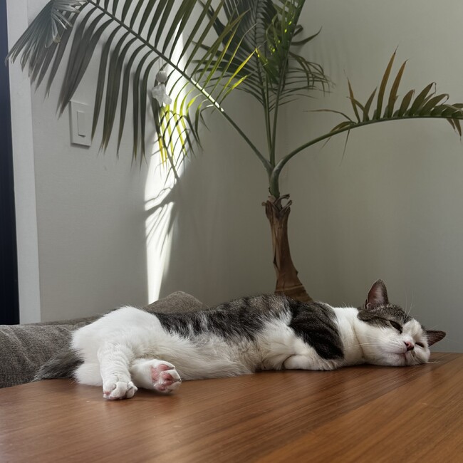 hello.catcatのカバー写真