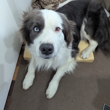 ボーダーコリーの寿です。現在４歳。腎機能に不安、後ろ足の筋肉に不安があります。