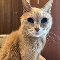 しぶカワの権化！魅惑のグレンモーレン爺