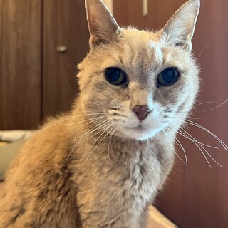 しぶカワの権化！魅惑のグレンモーレン爺