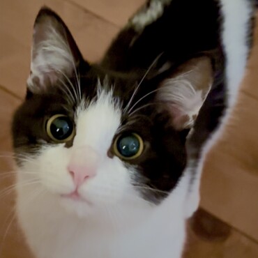 2025年8月生まれの女の子です。ずっとのおうち探してます。