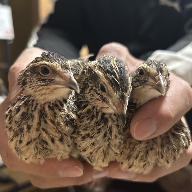 りさぴょんさんのカバー写真