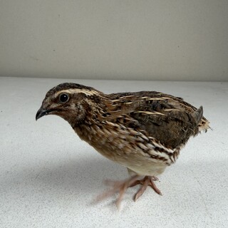 生後2ヶ月並ウズラオス