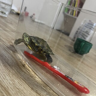 アカミミガメの里親募集します！