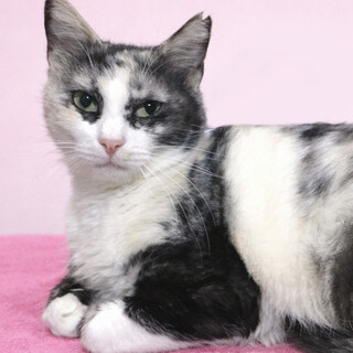 パステル三毛のハチワレ『シフォンちゃん』２歳